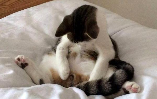 реакция кота на кастрацию, кот после кастрации, кот проснулся после кастрации, кот увидел его яичек больше нет