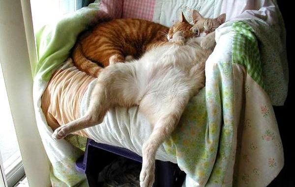 коты смешно спят, коты кошки спят в смешной позе, коты и кошки спящие смешное