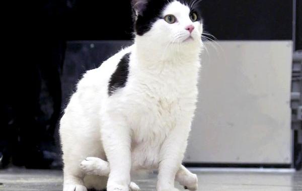 кошка с шестью лапами, кошка Поли у которой 6 лап, Pauly cat 
