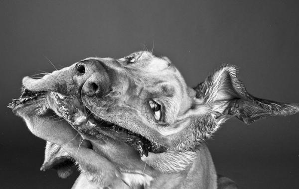 Пёсики поднимающие настроение от Carli Davidson 