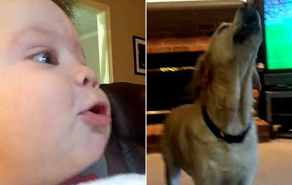 ребенок воет, ребенок вой собаки, ребенок учится выть у собак