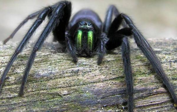 Правдивые и вымышленные истории о жутких пауках