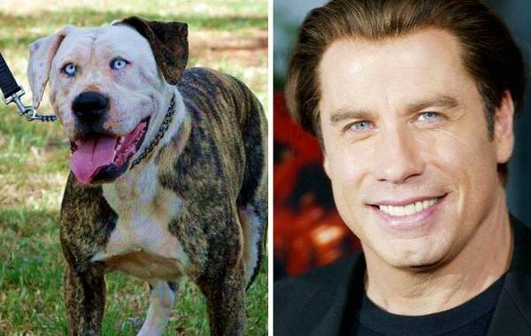 животные похожие на знаменитостей, двойники звёзд среди животных 