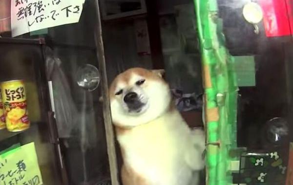 собака продавец в киоске, собака продавец киоск Токио, собака Шива продавец в киоске