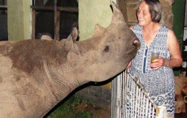 Дома, носорог, комнатный