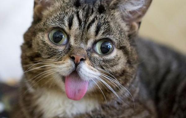 самые популярные кошки интернета, известные коты и кошки 