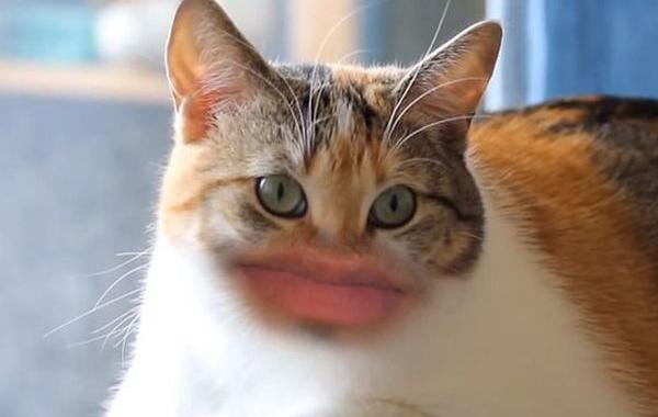 Как бы мяукали коты человеческий рот, коты с человеческими ртами, коты рты людей