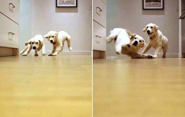 взросление собак, собаки бегут на кухню, ретриверы бегут на кухню, взросление собак бегут на кухню