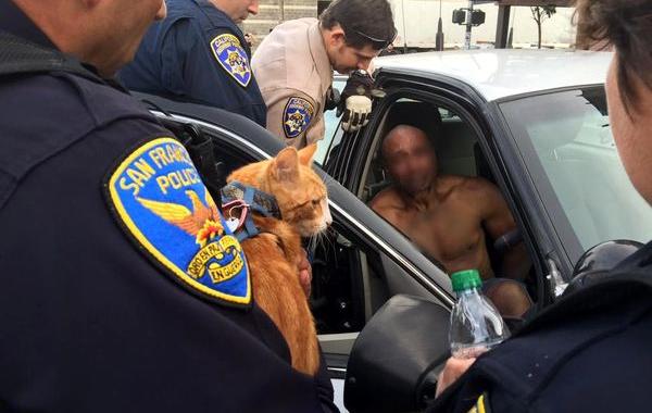 полиция кот от самоубийства, полиция отговорила мужчину от самоубийства, кот помог против самоубийства