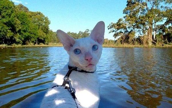 путешествие с котами, Adventure Cats, поход с котом