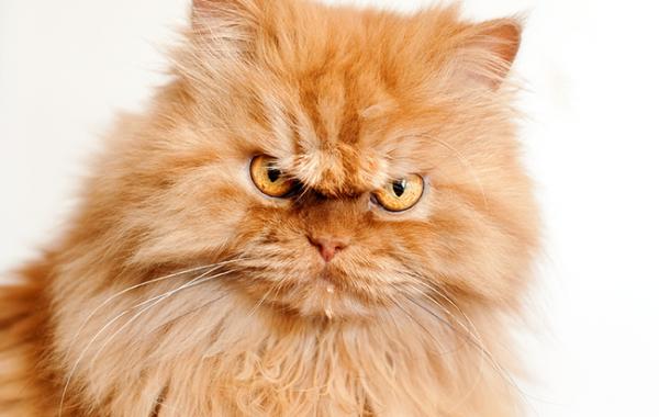 рыжий персидский кот, злобный кот, кот Гарфи
