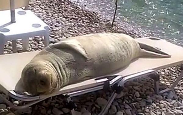 морской лев на лежаке, смешной морской лев, морской лев загорает на пляже