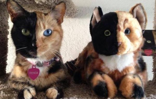 Знакомьтесь, двуликая кошка Венера