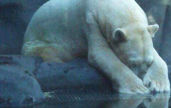 Белый медведь Артуро, боорется с жарой 40 градусов