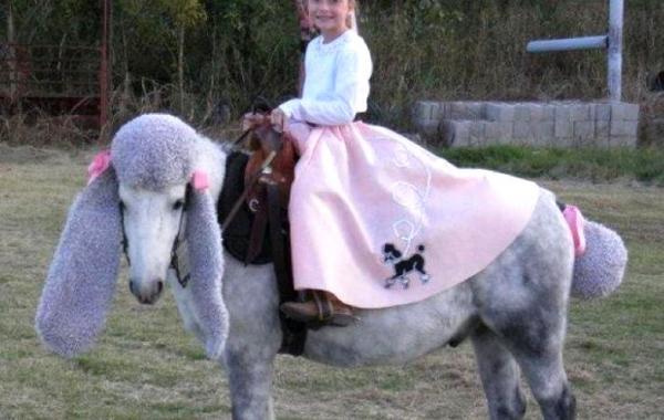 Смешные лошади в маскарадных костюмах