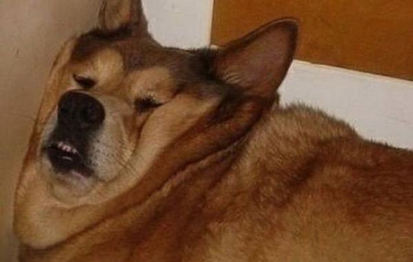 Это я, животные, в которых легко можно узнать себя, животные которые совсем как я