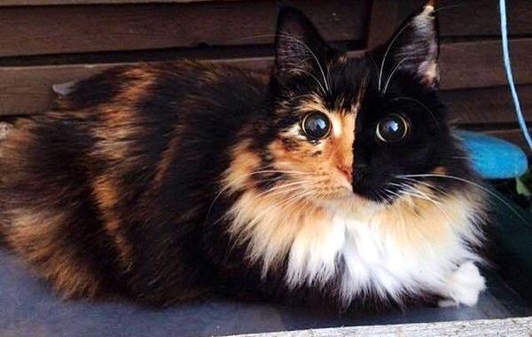 красивые глаза слепой кошки, бездомная слепая кошка, слепая кошка Жасмин