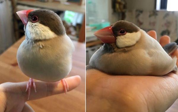 растаявшие животные, расплавившиеся животные