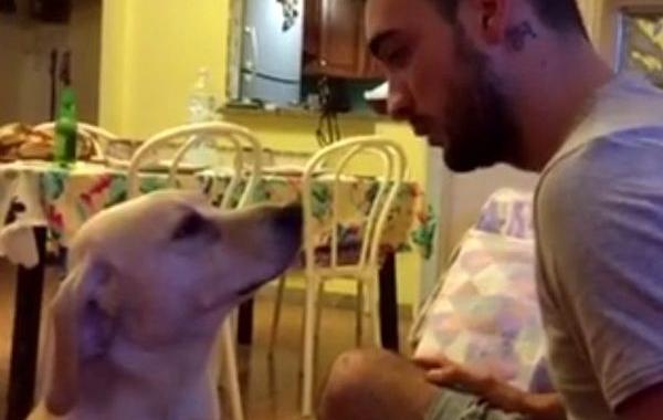 собака просит прощения у хозяина, провинившаяся собака просит прощения, Этторе 