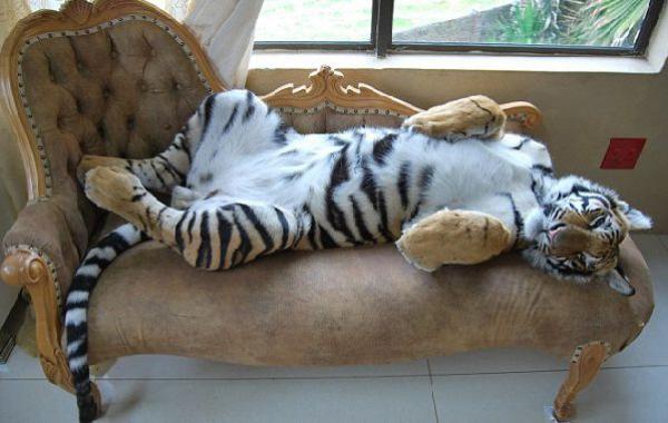 Домашний тигр, Ензо