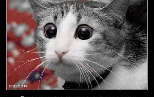 Интересные факты о кошках