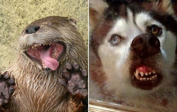 смешные животные, животные лижут окна, животные любят лизать окна, животные лижут стекла