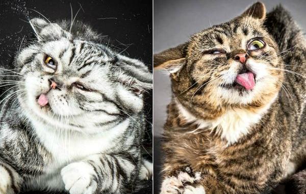 Кошачья встряска, Shake Cats,  Карли Дэвидсон, Carli Davidson, коты трясут мордами 