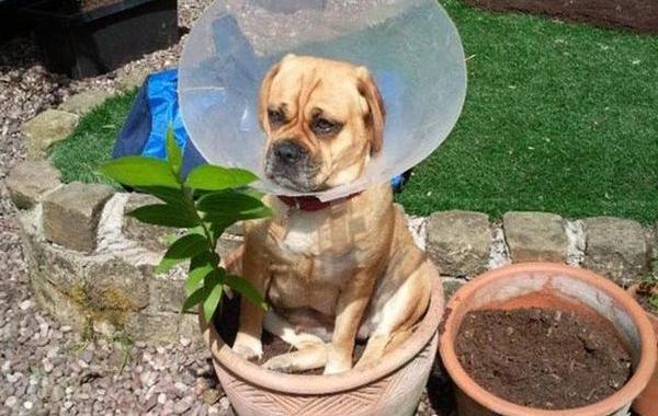 собк сидят везде где вздумается, смешные сидящие собаки, собаки смешно лежат, смешные собаки