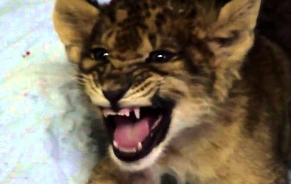 как рычат львята, как рычат маленькие короли джунглей, львенок пытается рычать