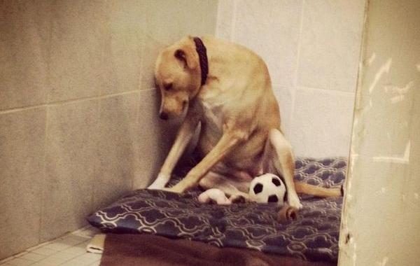 Самая грустная собака в мире, грустная история собаки