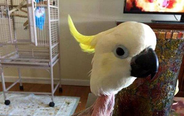 брошенный какаду, попугай выдернул у все перья, от стресса попугай выдернул перья