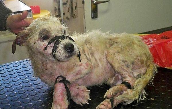 собака в пакете на рельсах, нашел собаку на рельсах