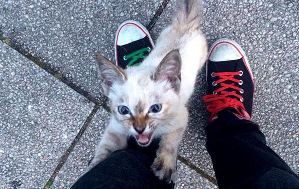 бродячий котёнок нашёл своего человека в парке, Кавасаки Хина