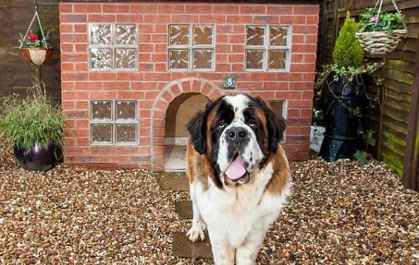 Дом для пса, элитная конура, собака