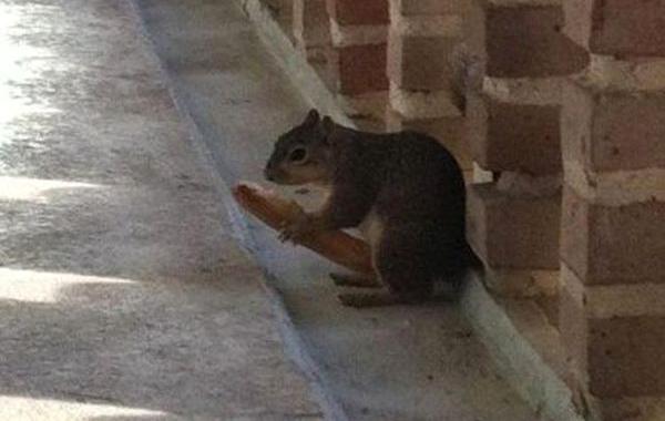 фотографии ни на что не похожи, смешные фото похожие на