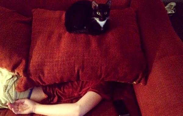 кошки хотят нас убить, доказательство что кошки хотят убить нас, кошки хотят убить людей