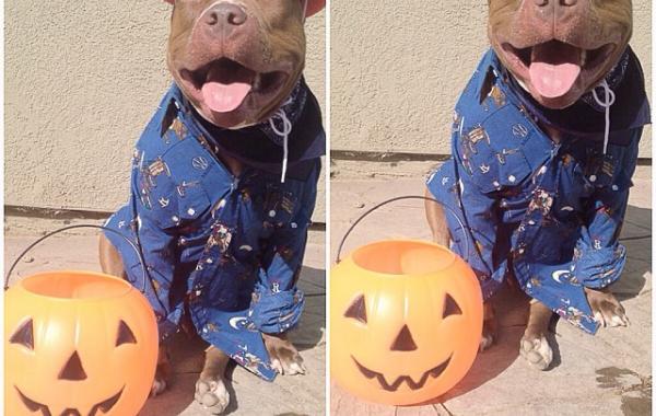 Прелестные образы от Валентино, самого модного питбуля в интернете, Valentino 