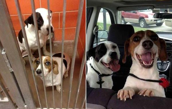 морды спасенных собак, счастливые спасенные собаки, собаки по дороге в новый дом, 