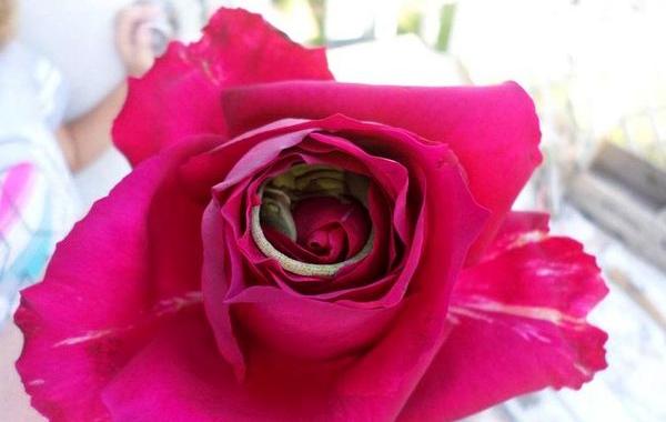 ящерица в розе, ящерица спала в бутоне розы, кровать из роз ящерица