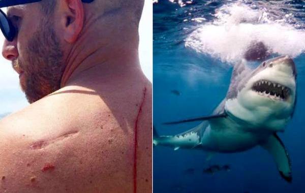 акула напала на мужчину спасла ему жизнь, акула спасла жизнь