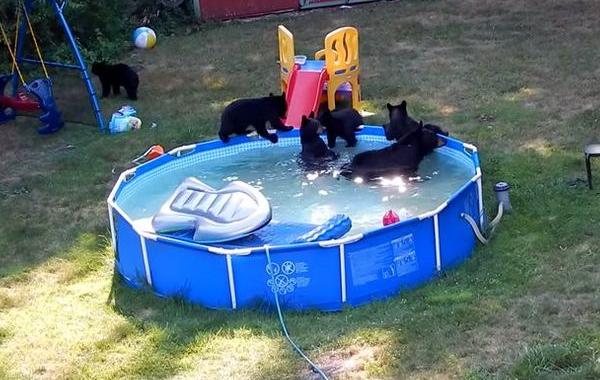 медведи в бассейне, медведей купаются в бассейне, семья медведей в бассейне