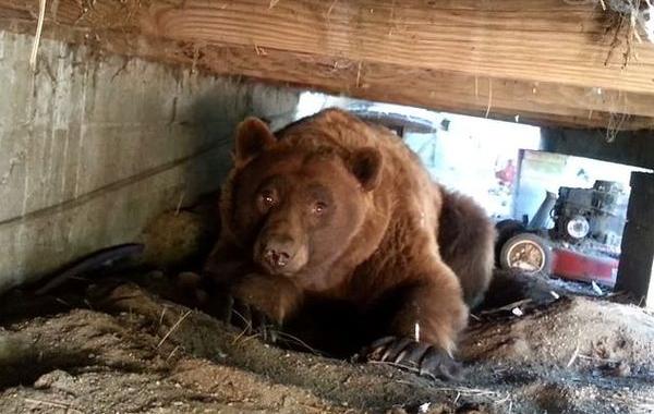 бесценная реакция медведя, медведь нагадил, медведь отомстил мужчине прогнал его, медведь насрал