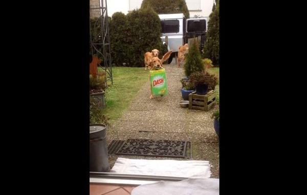 собаки носят продукты, собаки носят продукты из автомобиля, собаки носят продукты из машины