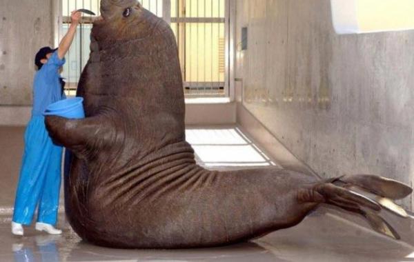 самые крупные обитатели океана, крупнейшие жители океана, крупнейшие животные в океане, самое большое животное на земле