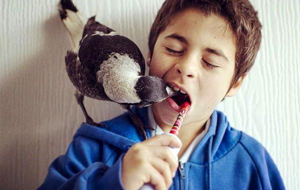 сорока Пингвин, домашняя сорока Пингвин, сорока по имени Пингвин, домашняя сорока