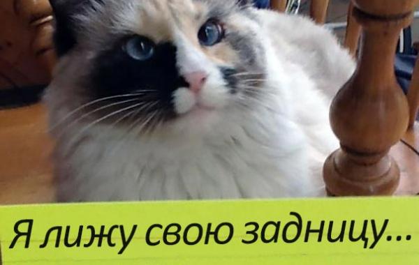 кошки засранцы, кошкам стыдно, смешные истории кошек