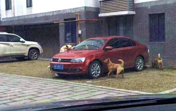 собаки пожевали крыло автомобиля, собака пожевала автомобиль