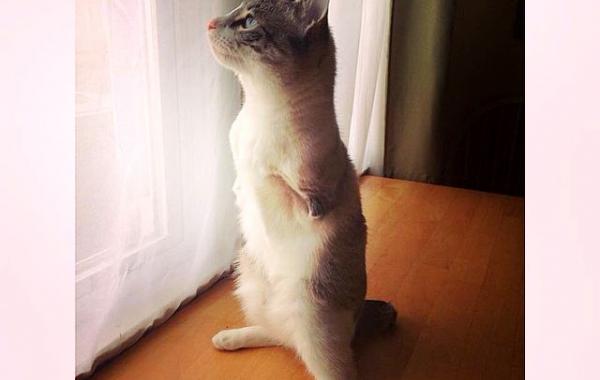кот инвалид Ру, котенок Ру, Ру кот без передних лап, кот без передних лап