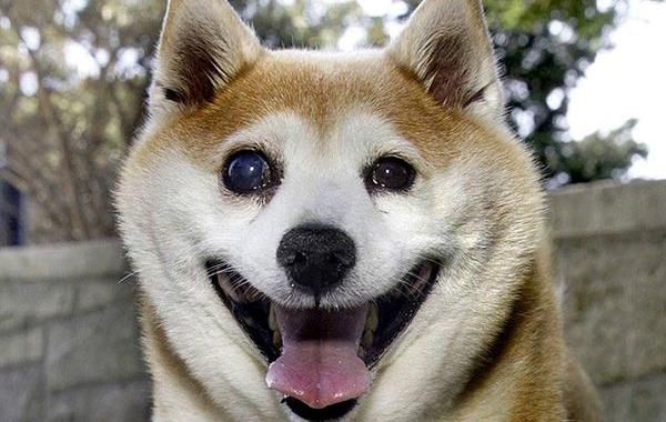 самая счастливая собака в мире, самая счастливая собака Корица, самая счастливая собака Синнамон, Корица собака Шиба счастливая