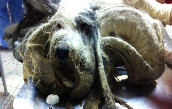 бобтейл Кокос, собака прожила целый год в квартире, преображение собаки